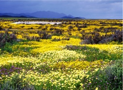 carrizoplain.jpg